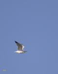Ring billed Gull 6122